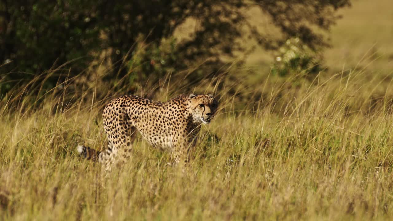 los animales de kenia, el guepardo caminando en las hierbas largas de la sabana, la vida silvestre del safari africano en la hierba de la sabana en maasai mara, kenia en áfrica en maasai mara, el depredador de gato grande merodeando por las llanuras de las praderas