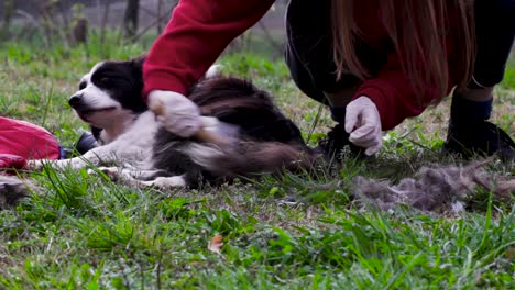 girl trimming the border collie