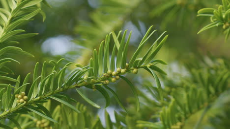 Slow-motion-shot-of-a-fresh-branch-of-a-evergreen-tree-moving-in-the-wind