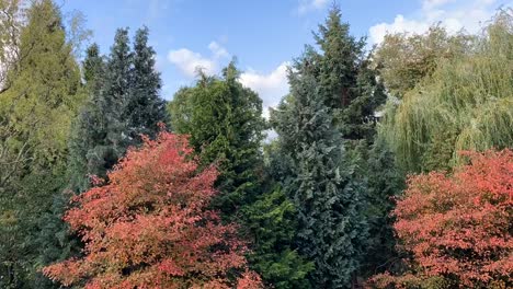 Time-lapse-of-clouds-in-motion,-between-colorful-autumn-trees