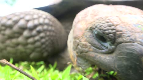 extreme close up of the face of a giant land tortoise eating grass in the galapagos islands ecuador