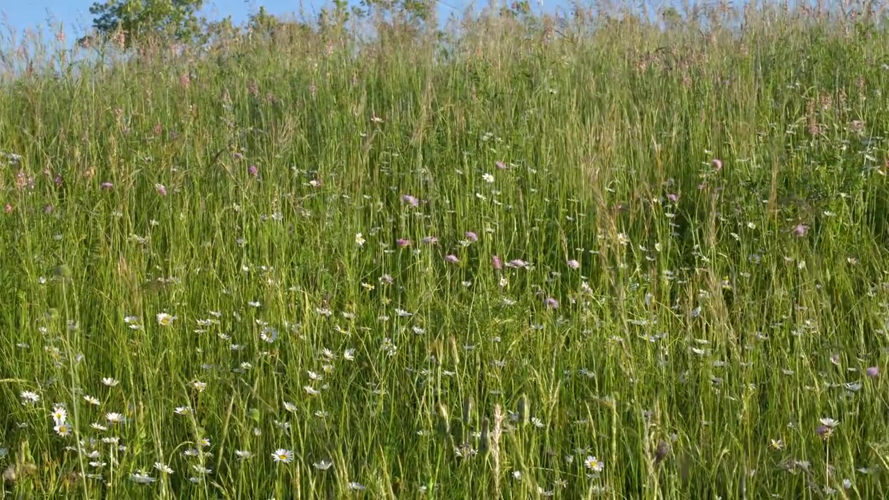 Inquadratura ampia e statica di un campo verde vibrante con margherite in fiore sotto la luce intensa del sole.