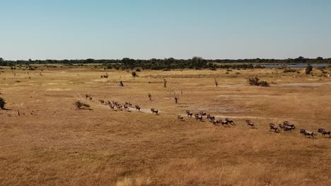 aerial fly over view of a large herd lechwe antelope, springbok and zebras, herd of cape buffalo grazing and running in the okavango delta, botswana, africa