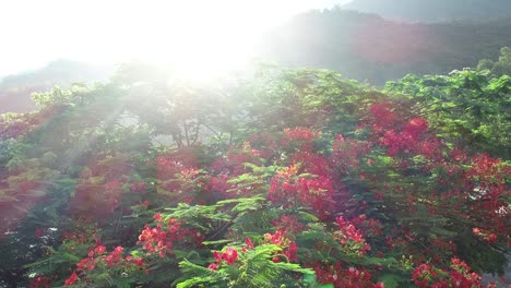 beautiful red royal poinciana or flamboyant flower (delonix regia) in sunrise after rain