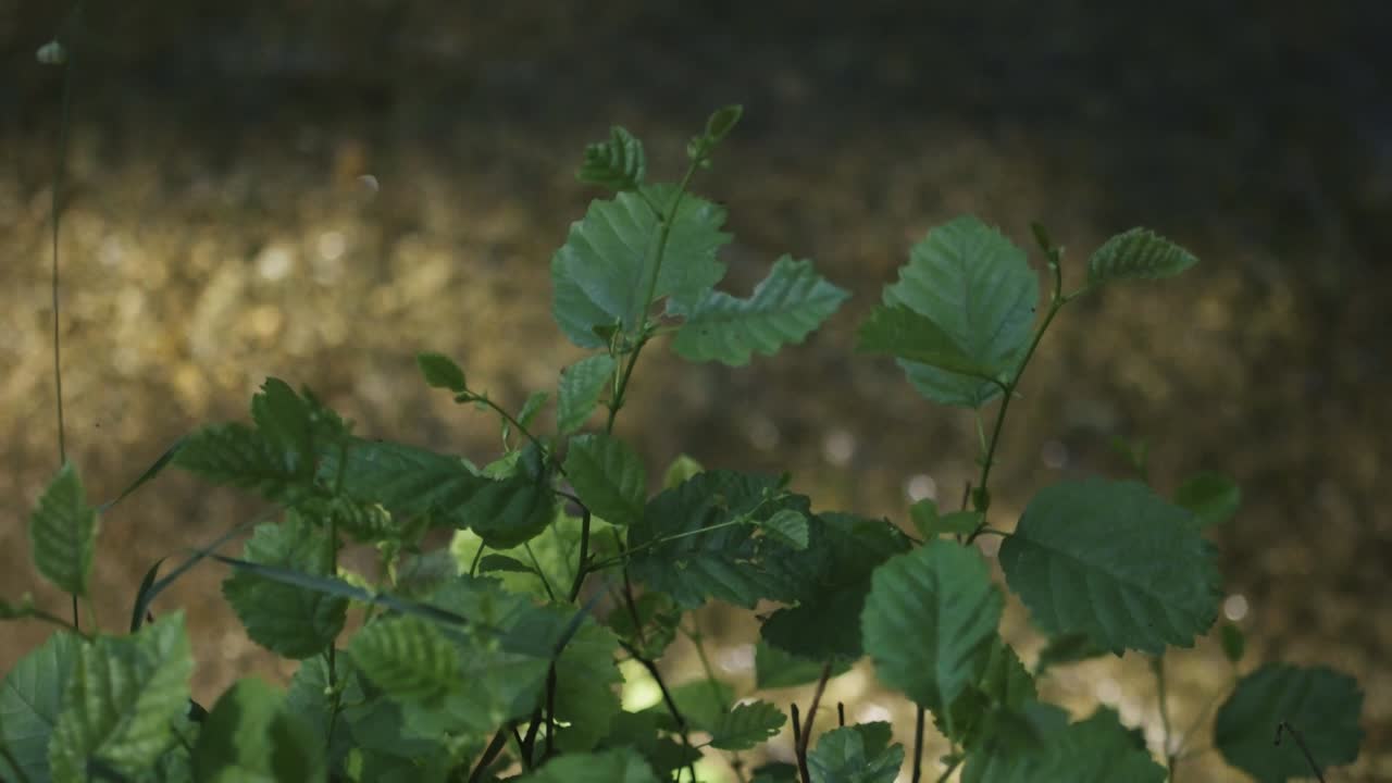 tire del foco desde el río claro hasta las hojas que sobresalen por encima de él
