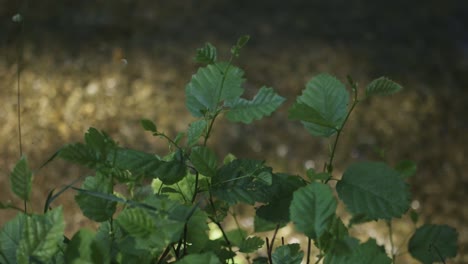 Focus-pull-from-clear-river-to-overhanging-leaves-above-it