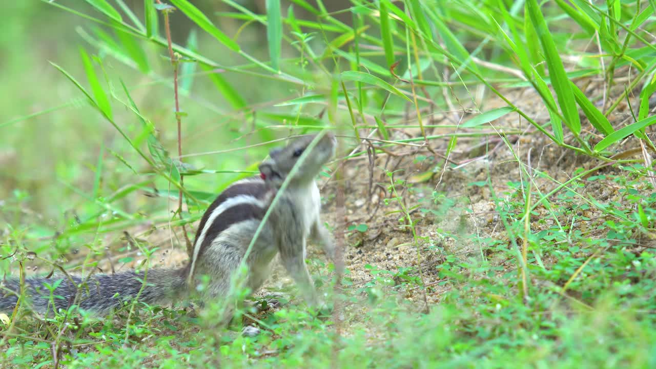 들판에서 풀을 먹는 다람쥐