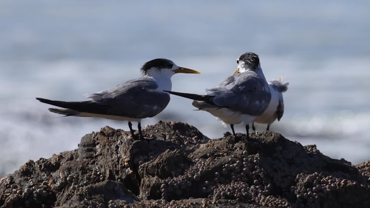 A group of crested terns perched on a dark rock, communicating against ocean waves