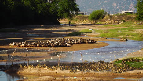 many adult ducks and ducklings feeding on farm