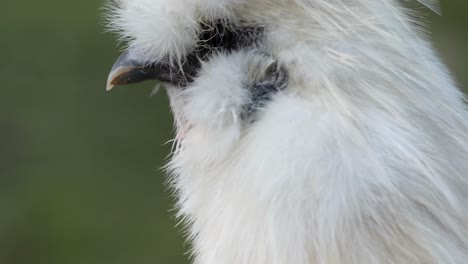close-up of a fluffy white chicken
