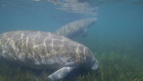 Zwei-Seekühe-Schwimmen-In-Zeitlupe-Entlang-Des-Flachen-Algengrasbetts