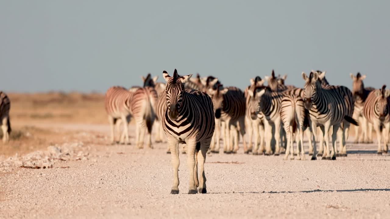 Group of Zebras in Etosha National Park, Namibia, wildlife footage of the animals in their natural habitat