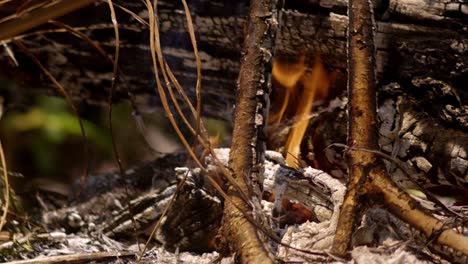camp fire flaming with tree log and branches, white ash smoke