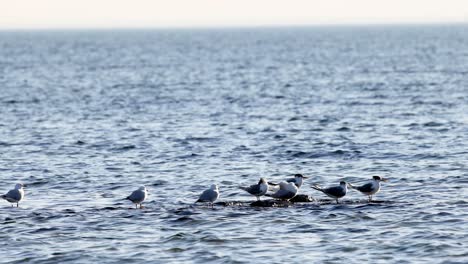 seagulls resting on water at brighton beach