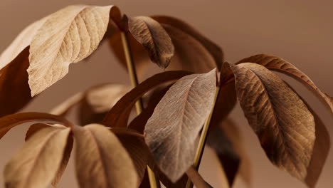 close-up of dried brown plant leaves