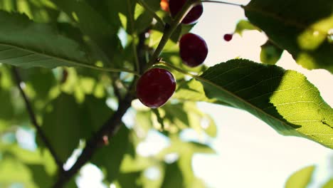 cerezas rojas y dulces en una rama