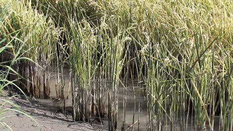 Campo-De-Arroz-Con-Agua-Antes-De-La-Cosecha-En-California,-Estados-Unidos