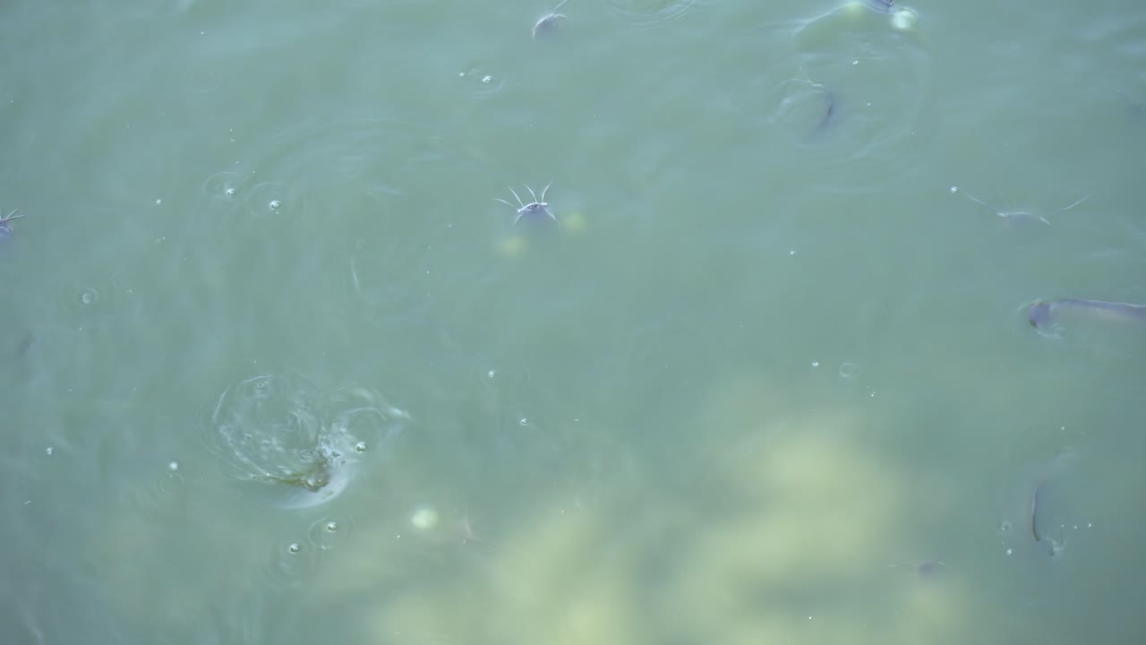 물고기가 물에서 놀고 있다