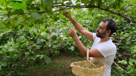 un joven granjero recogiendo avellanas de un árbol de avellanas.