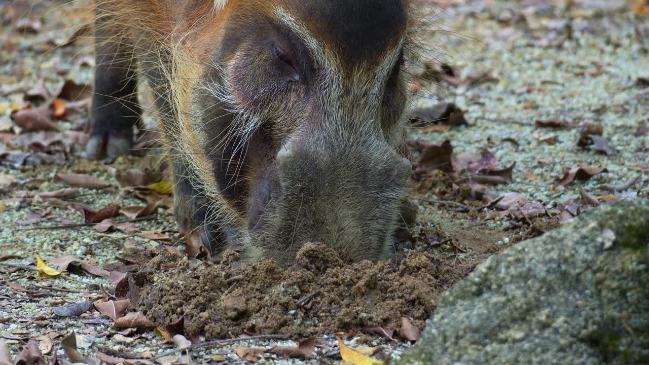Um Potamocherus (Potamochoerus porcus) cava ativamente no solo, forrageando por alimento, em close-up