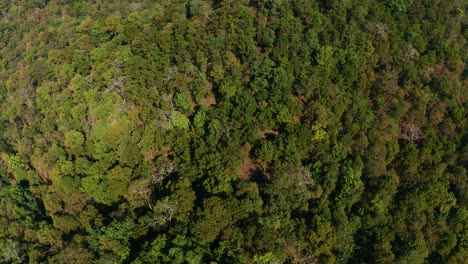 Erkundung-Des-Indischen-Dschungels-Mit-Blick-Auf-Den-Dichten-Grünen-Wald-Am-Ende-Des-Winters-In-Indien