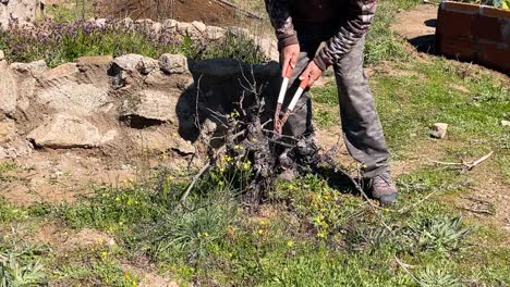 we see a man performing agricultural pruning work on a wine vine