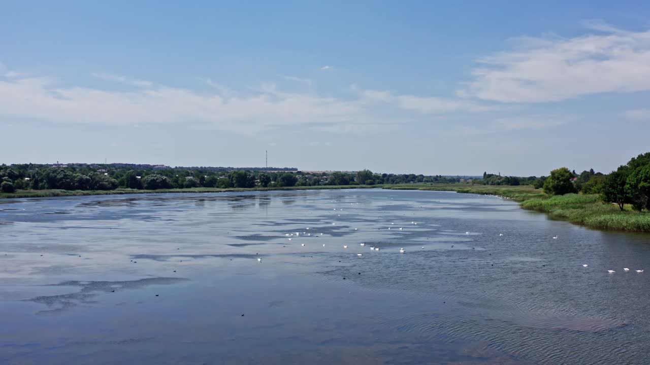 River with birds. Many wild swans floating on the water in bright day. Flight over the lake with many groups of birds. Aerial view.