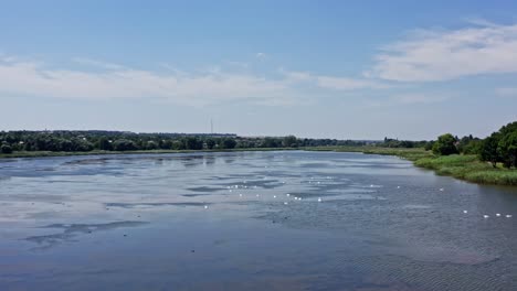 river with birds. many wild swans floating on the water in bright day. flight over the lake with many groups of birds. aerial view.