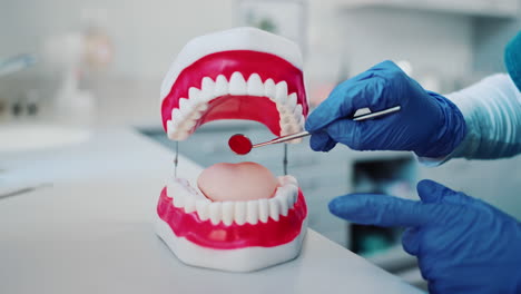 dental examination with a model of teeth