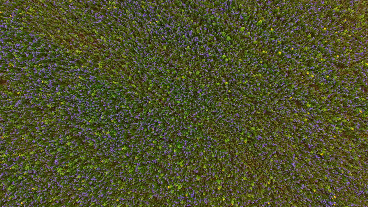 Vibrant field of purple flowers under the bright sun in springtime fills the landscape with color and beauty in a peaceful rural setting