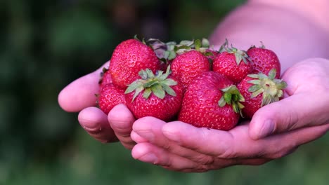 Hands holding fresh strawberries