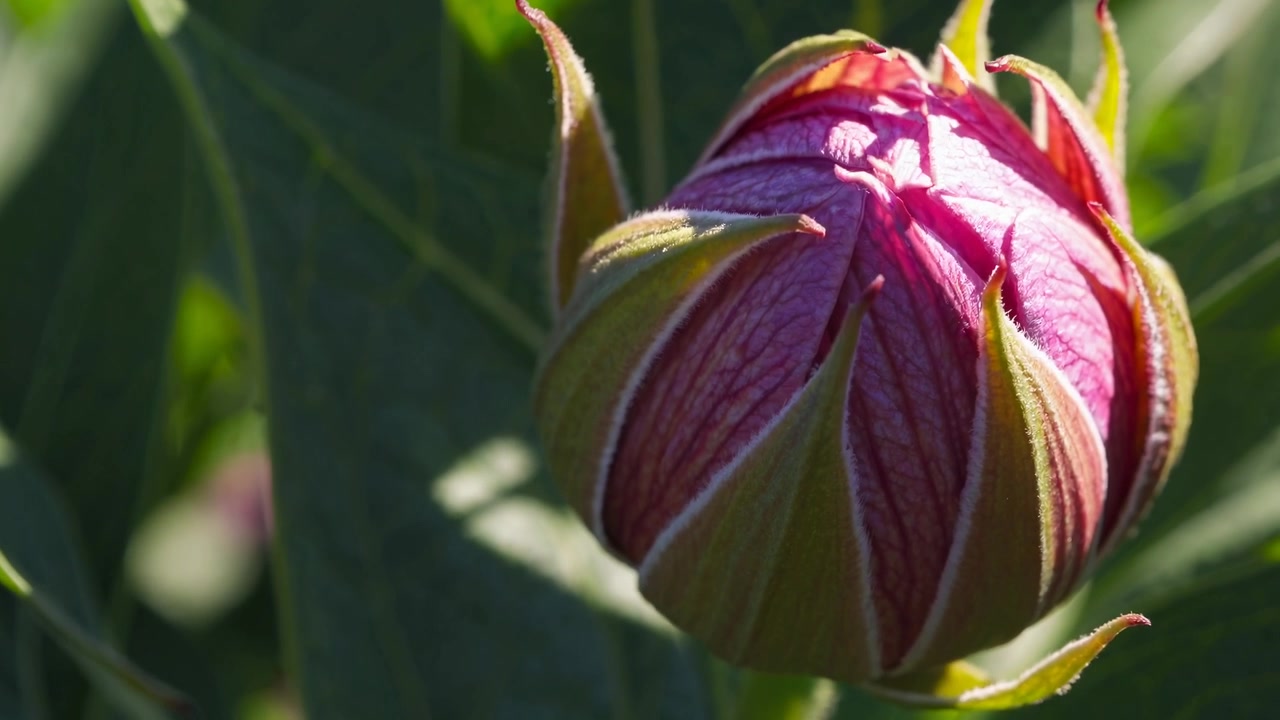 Time-lapse Kuncup Bunga Peony Mekar di Bawah Sinar Matahari