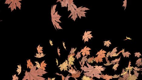 Autumn-colorful-leaves-falling-with-alpha-channel,-transparent-background.