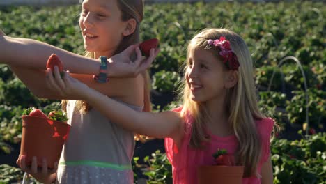 girls holding strawberries in the farm 4k