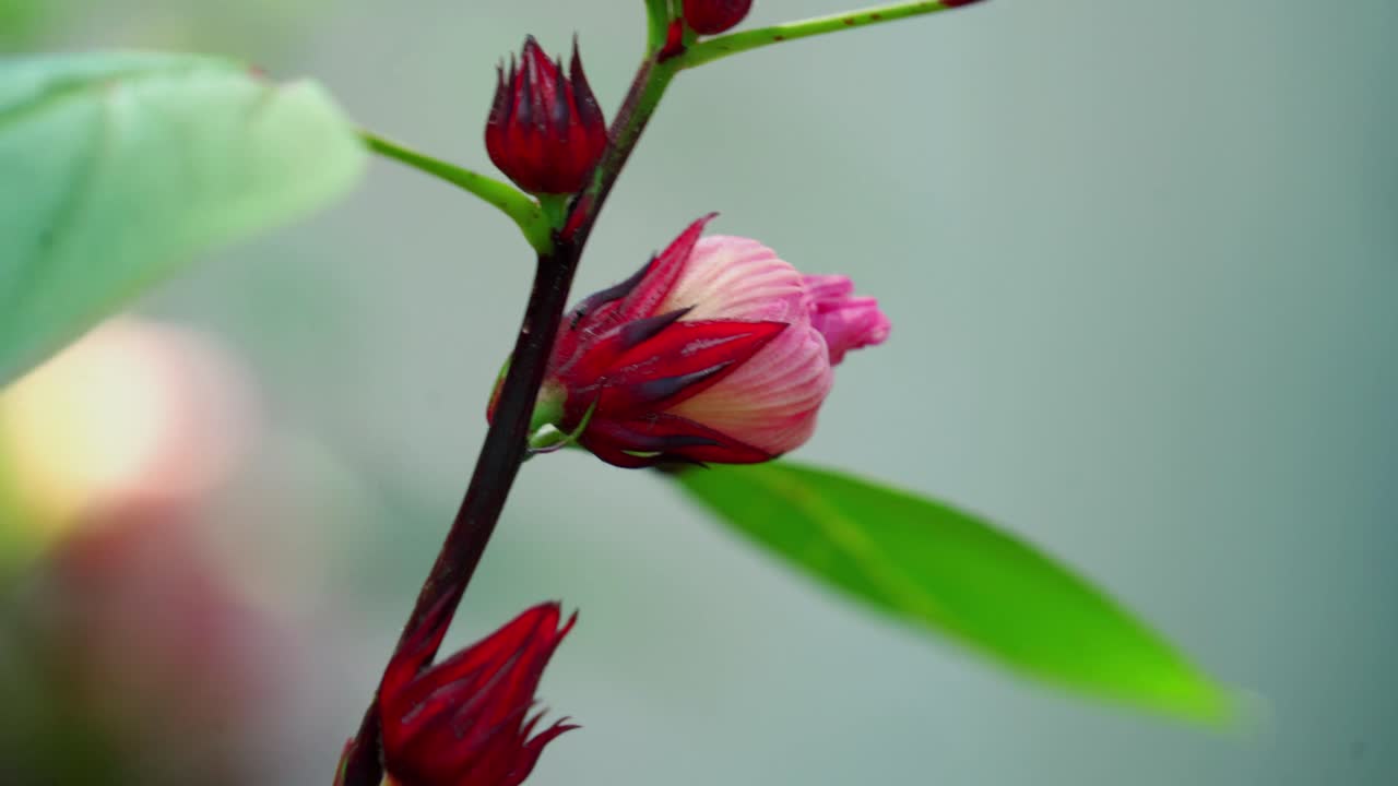 viento que sopla flor rosa roselle hibiscus acedera, hormiga arrastrándose en flor