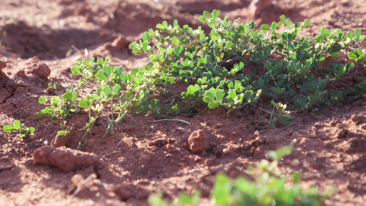el verde del desierto aparece después de las inundaciones del interior