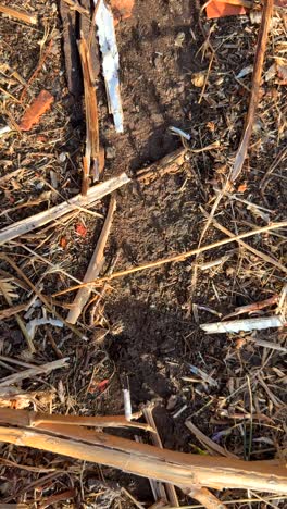 close-up view of dry ground with organic debris and litter