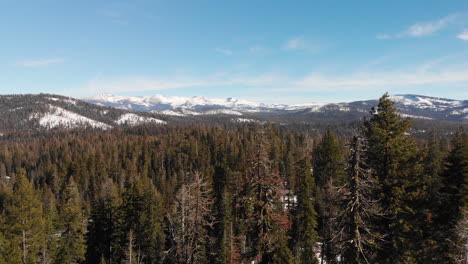 aerial shot of pine forest with snow capped mountains in background