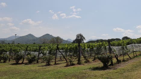 vineyard rows with mountains in the background