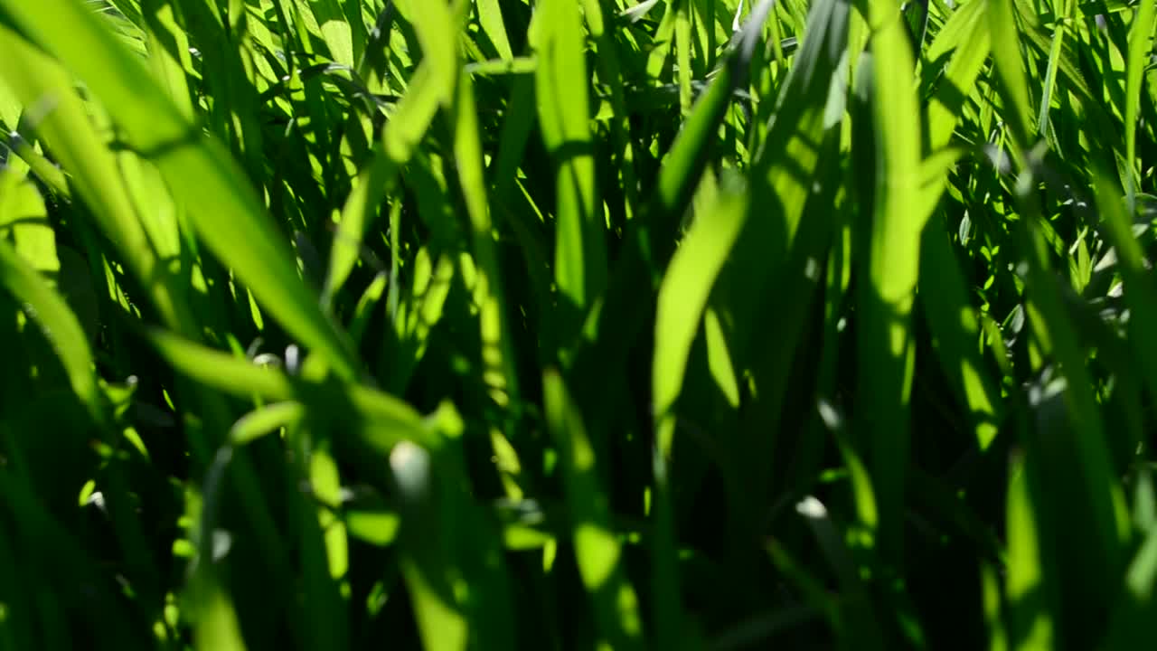 Erba verde. Sfondo di erba verde