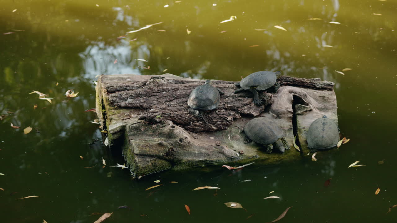 Turtles on a Log in a Pond