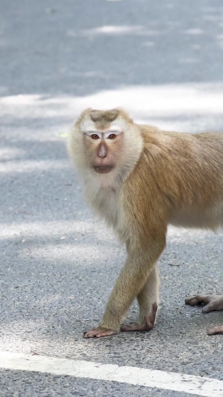 A monkey standing on road at Khao Rang Viewpoint, Phuket