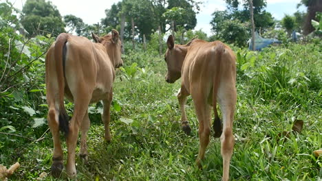 Vacas-En-Un-Pueblo-Mondolkiri-En-Camboya