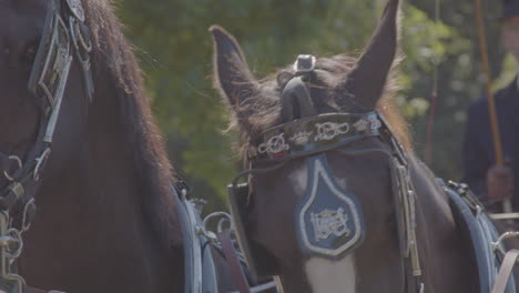 close up of horse wearing decorative blinkers being headbutted by another horse in front of cart