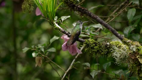 a small iridescent hummingbird hovers and lands on a branch in a forest in ecuador, south america as the light highlights the colours in its feathers