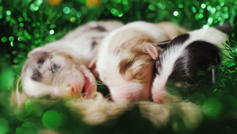 Tres-Cachorros-Recién-Nacidos-Están-En-Las-Decoraciones-Verdes-En-El-Día-De-San-Patricio
