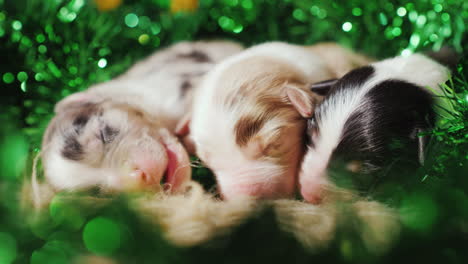 tres cachorros recién nacidos están en las decoraciones verdes el día de san patricio