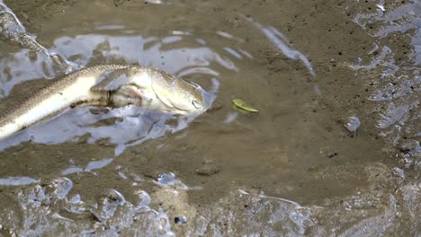 Schlammspringerfisch,-Der-Sich-Seitwärts-Dreht,-Bewegt-Sich-Dann-In-Einer-Wasserpfütze-Davon---Nahaufnahme,-Zeitlupe