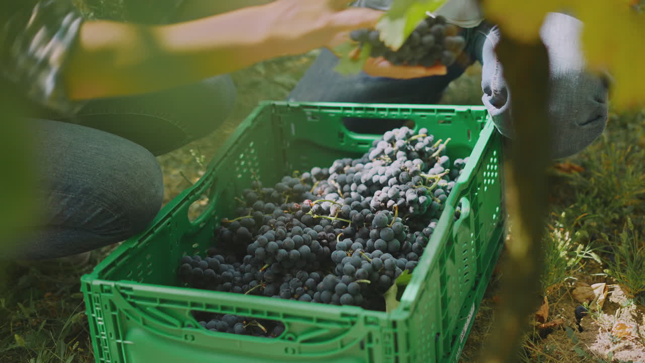 Grape Harvest in a Vineyard