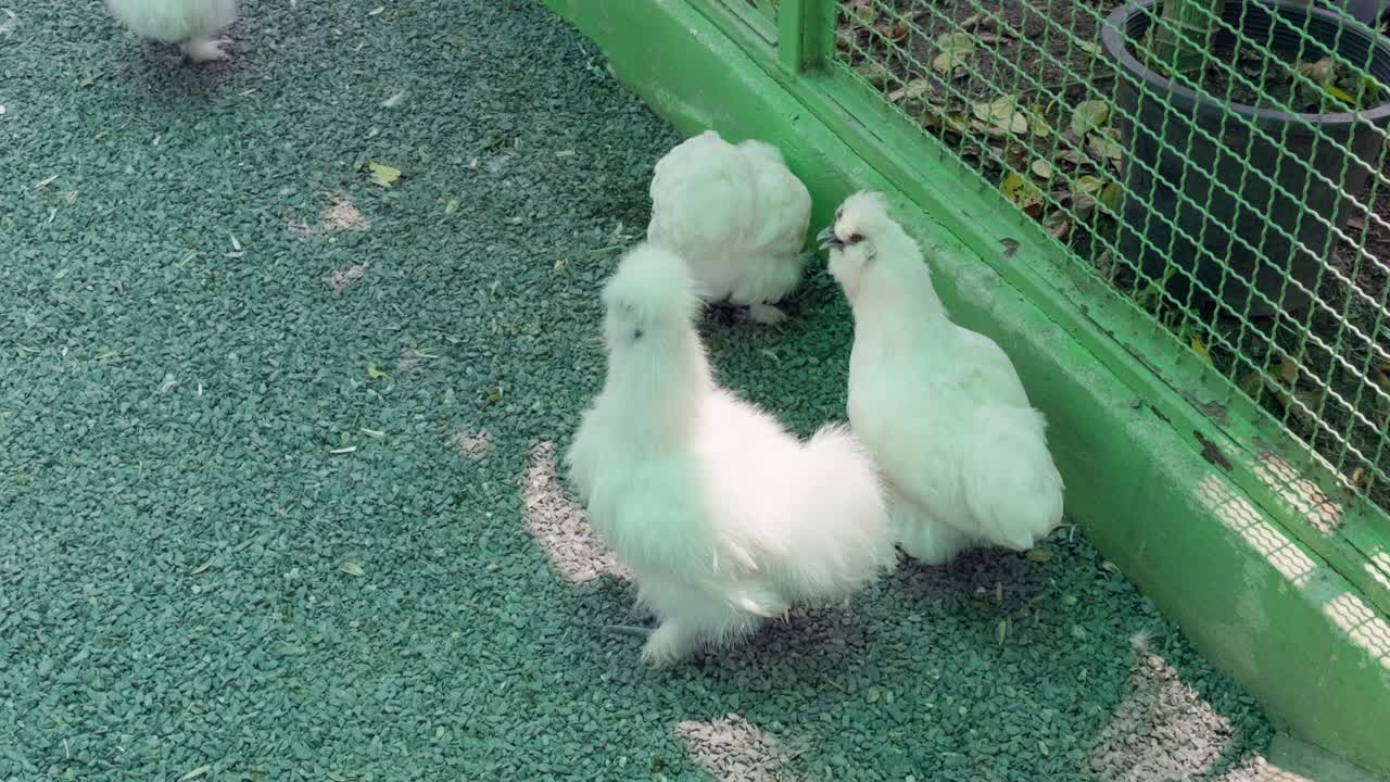 Watch Silkie chickens enjoy their lively day in a cozy backyard coop filled with warmth and nature.